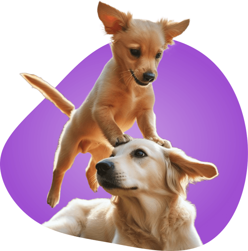 Doggie daycare Amazing Pet Grooming