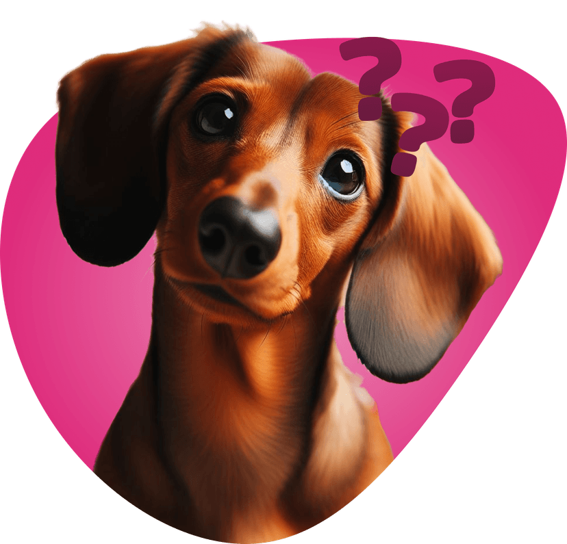 Doggie daycare Amazing Pet Grooming